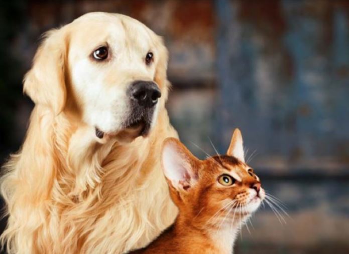 Alertan sobre matanza de perros y gatos en El Valle