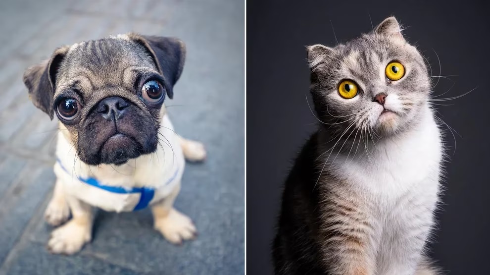 mascotas