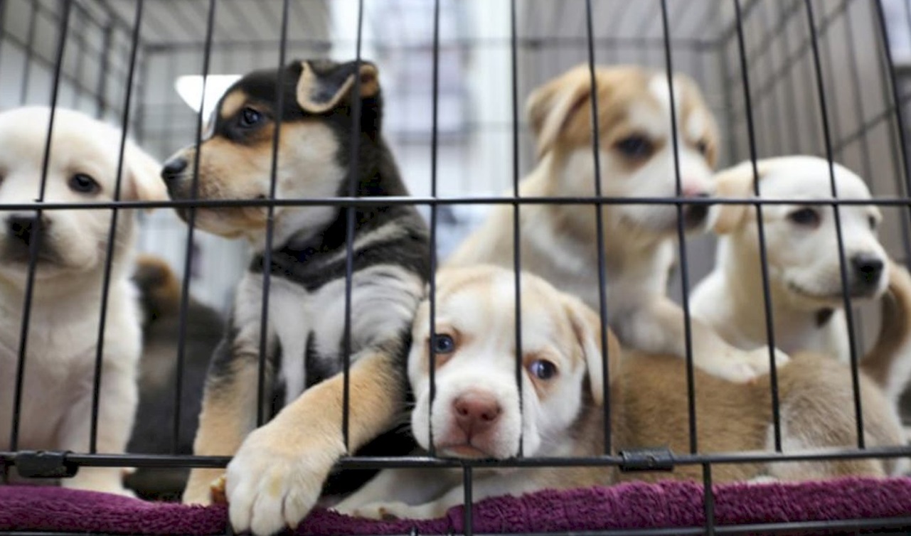 Nueva York prohibió la venta de perros, gatos y conejos en tiendas de mascotas