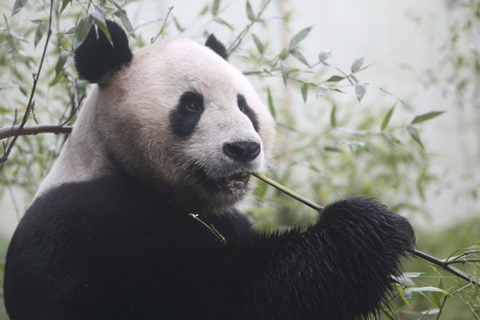 pandas gigantes