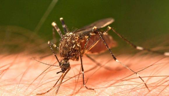 Infectóloga advierte aumento de dengue en el país por las lluvias