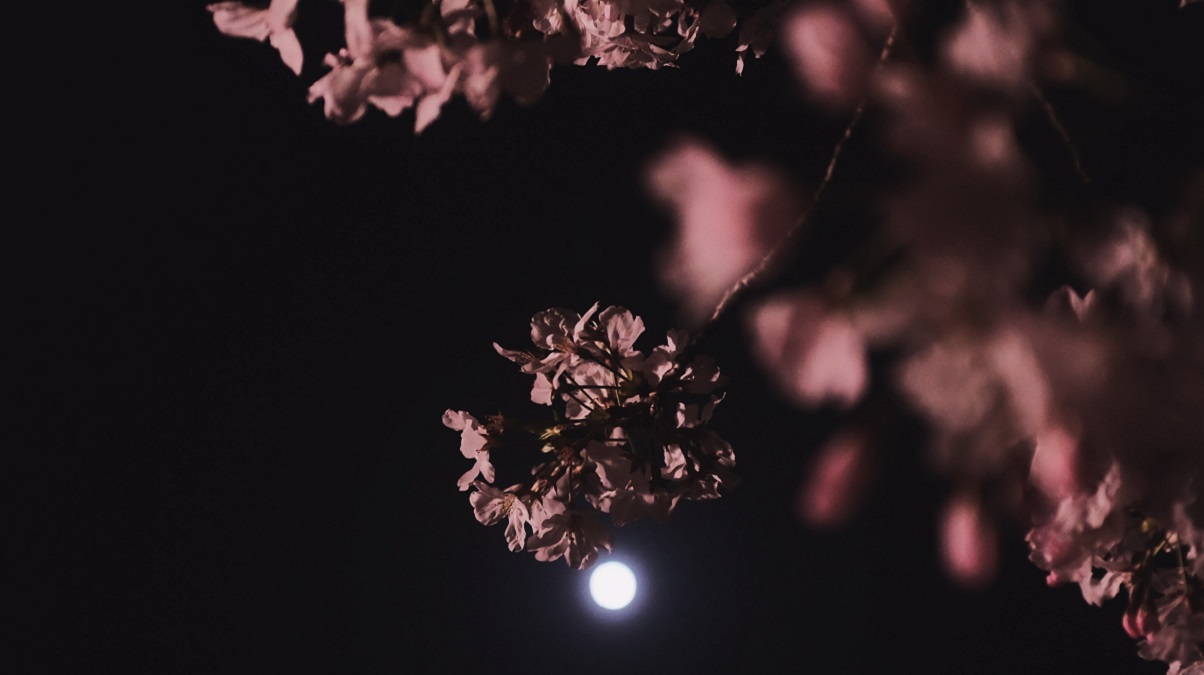 Una lluvia de meteoros y una Luna de las flores se verán los primeros días de mayo