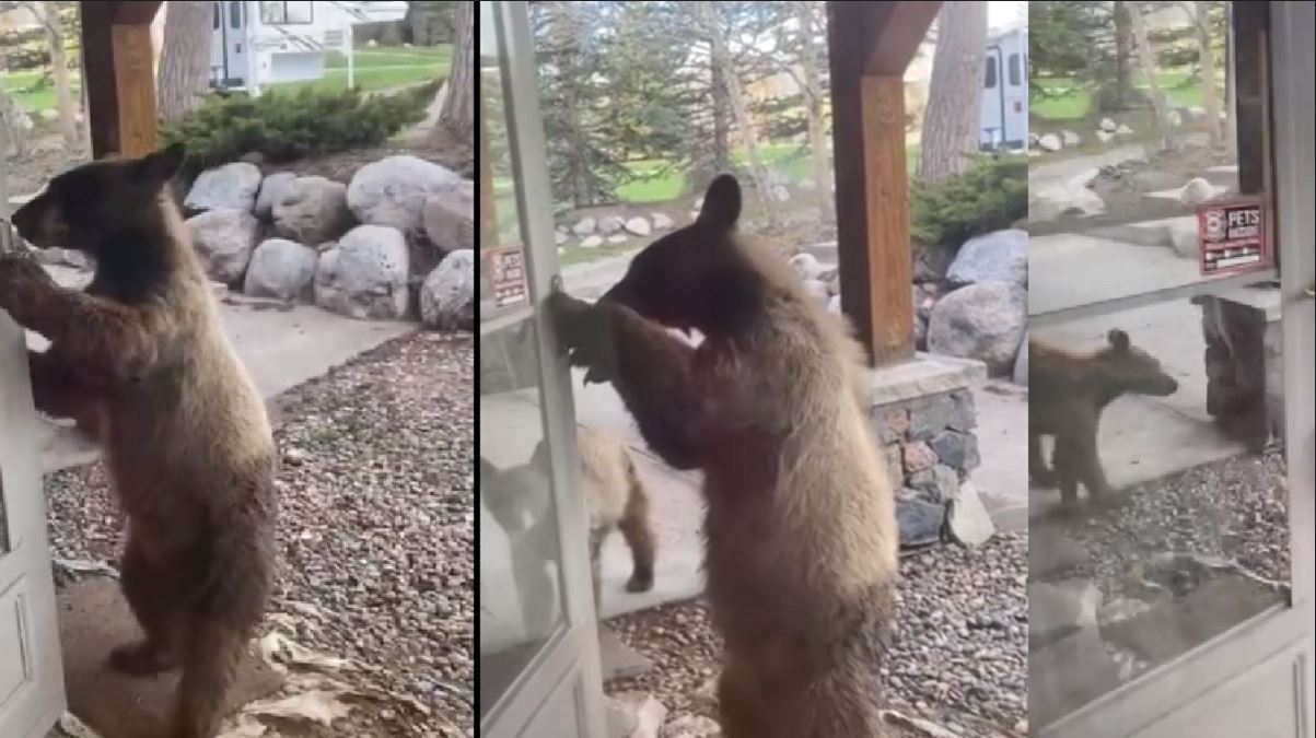 Captado en video oso abre la puerta e intenta entrar a una casa en Colorado