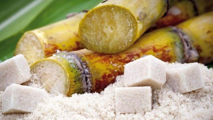 Garantizada la producción de azúcar en el país