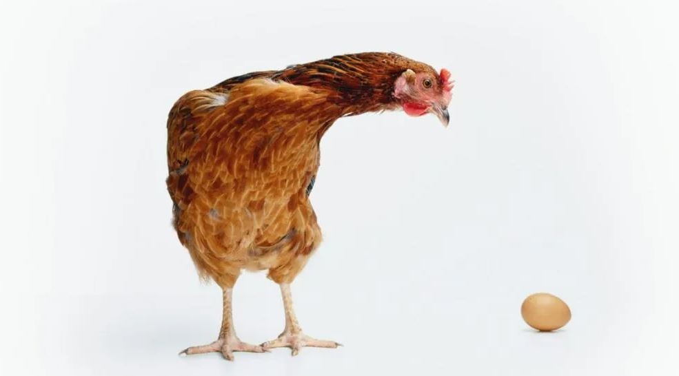 huevo gallina