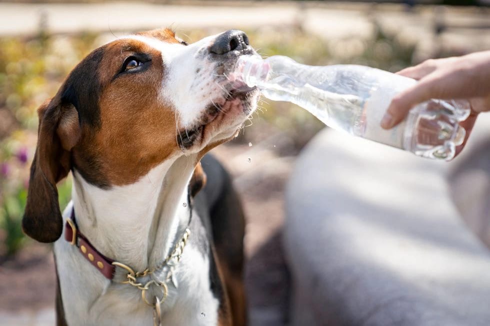 Firulais y el Michi también sufren: aprende cómo proteger a tus animalitos del calor