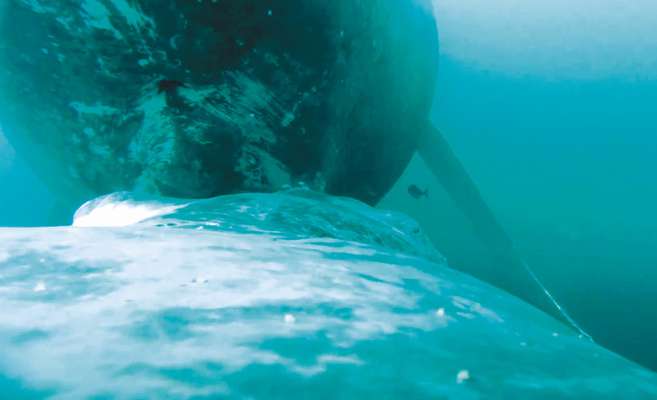 Captan por primera vez en video a una ballena amamantando a su cría en aguas colombianas