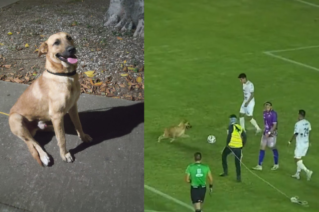 perro fútbol mexicano