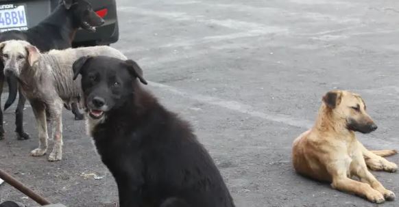 Conductor amarró a un perro de la parte posterior de su camioneta: La crueldad quedó grabada