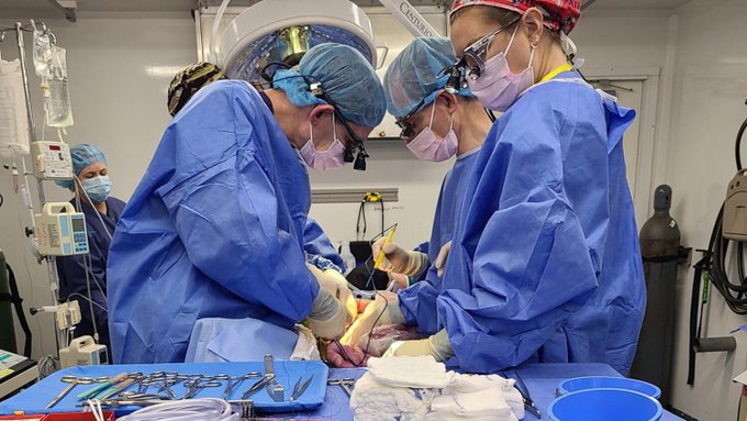 Utilizan por primera vez un hígado de cerdo para filtrar sangre humana