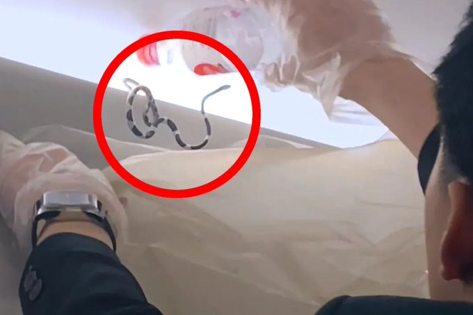 Madre susto: Atrapan a una serpiente dentro de un avión en Tailandia en pleno vuelo (+Video)