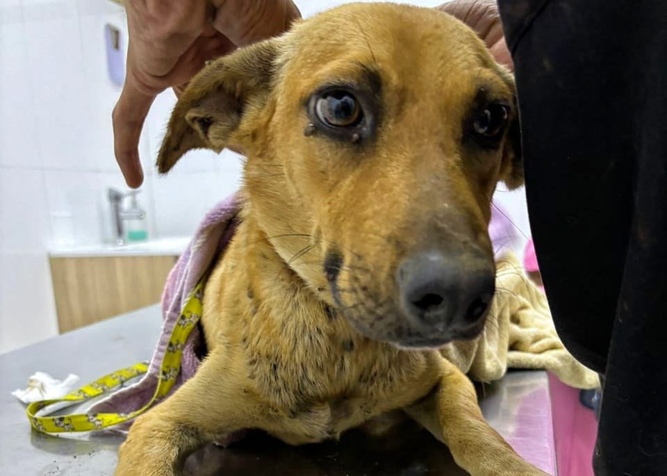 Brigada canina de Polimaracaibo rescató a un perro hambriento dentro de una casa abandonada en Mara Norte