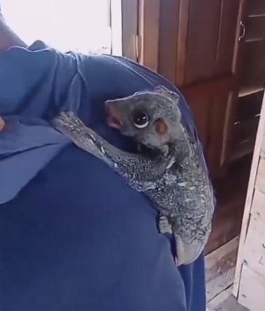 De verdad ¿qué animalito será este?