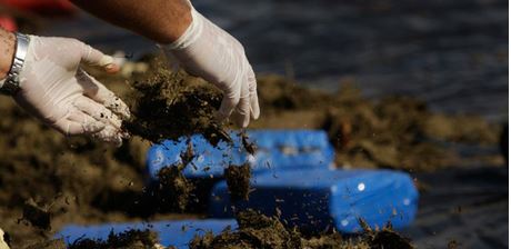 Taxista y comerciante sirio pagarán 22 años de cárcel por traficar 12 panelas de marihuana en Guárico