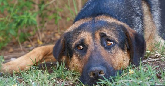 Al menos 30 mascotas han sido asesinadas en Lara