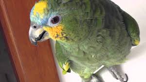 LLevan a juicio a par de loros en caso de infidelidad: "Mi marido no está, vez", declararon