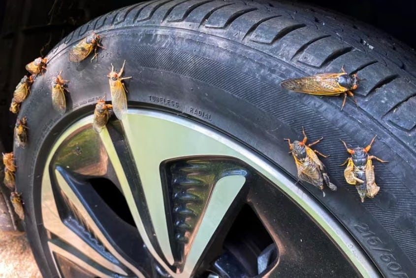 Invasión de cigarras en EEUU