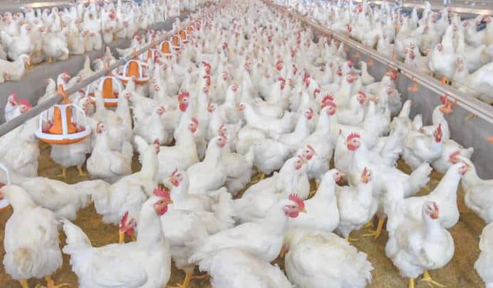 Insai solicita inspección de productos aviares y bovinos de EEUU