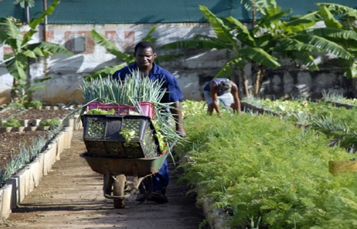 Agricultura urbana
