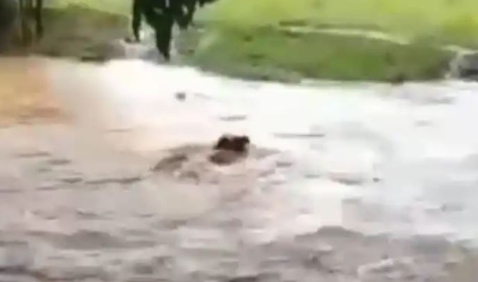Vacas arrastradas por las aguas en Barinas