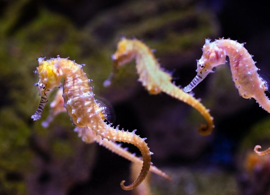 Liberan caballitos de mar en Venezuela