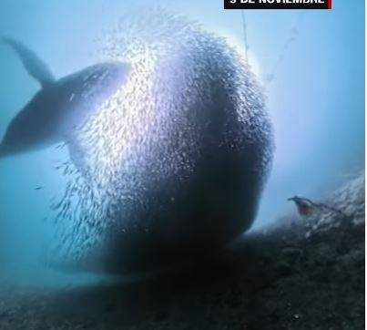Se le cayó la cámara al mar y grabó de manera increíble una ballena jorobada