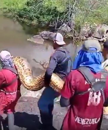 Anaconda de cuatro metros fue localizada en torres de alta tensión de la vía al Guri