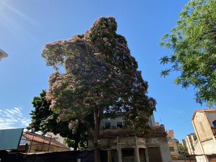 Un espectáculo visual: Los apamates están florecidos en Maracaibo