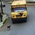Detenido conductor de transporte público por atropellar a un perro y darse a la fuga