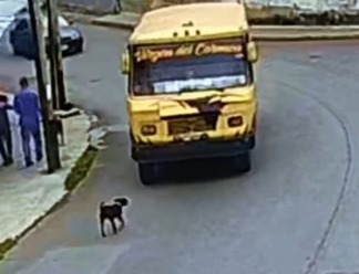 Detenido conductor de transporte público por atropellar a un perro y darse a la fuga