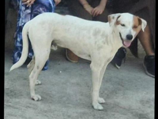 Buscan a Luffy: Ofrecen recompensa