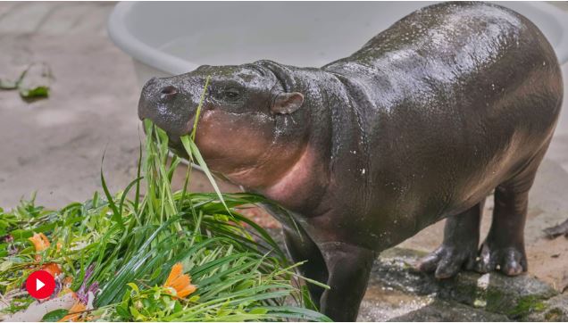 El bebé hipopótamo pigmeo Moo Deng, sensación, celebra su primer cumpleaños