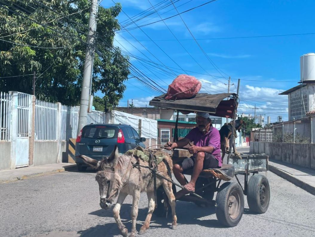 La dura vida de los burritos de Maracaibo bajo el sol zuliano