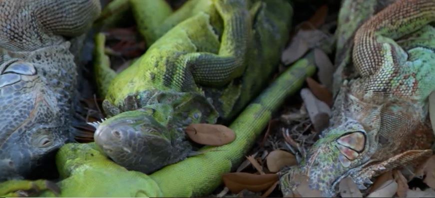 Ola de frío en Florida rompe récord y congela las iguanas