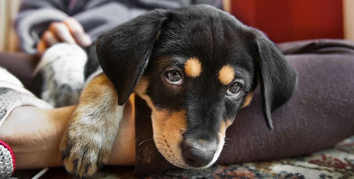 Repunte de Moquillo Canino en Aragua, Zulia y Anzoátegui: Veterinarios lo relacionan con vacunas ilegales