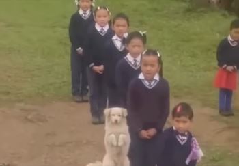 ¡Para comérselo! Perrito se vuelve viral por su "ejemplar" comportamiento en un acto escolar