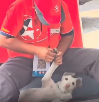 De la impaciencia a las lágrimas: El tierno gesto de un bombero con un perro herido que conmueve