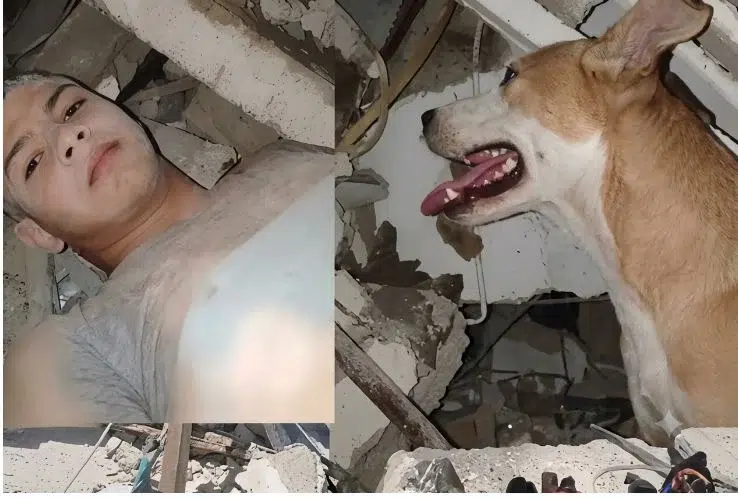Instinto de protección animal en situaciones difíciles: Esta perrita no se separó del niño atrapado entre los escombros, lo lamió toda la noche para que no se desmayara "No me dejó solo"