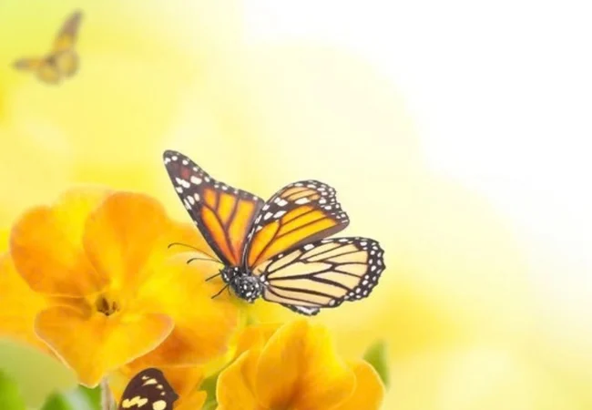 Flores amarillas: Simbolizan la alegría, lealtad y aprecio hacia una pareja o amigo