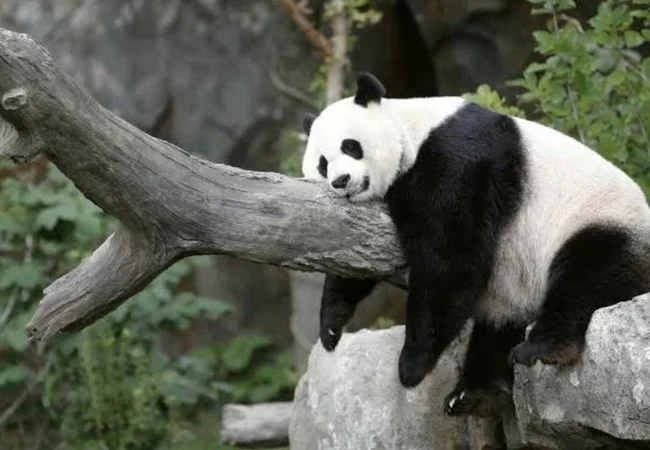 Como símbolo de amistad China envió a EE.UU. dos oso pandas gigantes