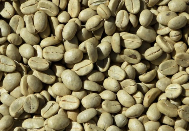 Venezuela apunta al Top 11 mundial del café verde tras proyectar una cosecha histórica de más de 4,7 millones de quintales en 2026