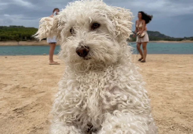 "Nació para ser el protagonista": El video viral del perro Wall-e que saboteó a sus dueñas en plena grabación