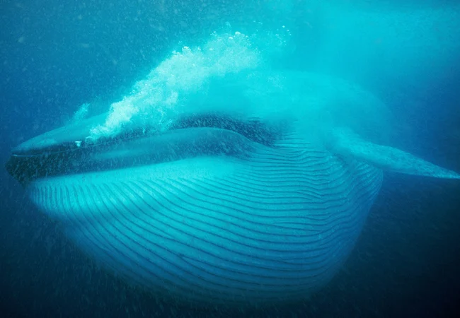 Ballena Azul en la Bahía de Cata: espectacular presunto avistamiento