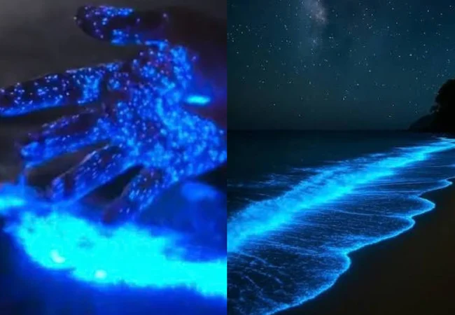 Bioluminiscencia ilumina las noches en La Ciénaga de Aragua