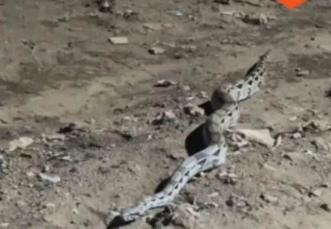 Reportan avistamiento de serpiente cerca del Estadio Alejandro Borges