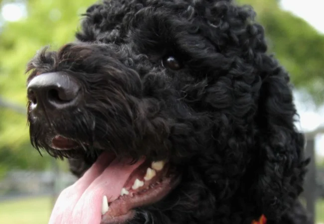 "Un miembro muy querido": Barack Obama despidió con un emotivo mensaje a Sunny, la mascota de su familia
