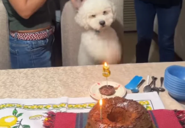 El tierno festejo de Copito: Perrito se vuelve viral al celebrar su cumpleaños número 5 entre aplausos