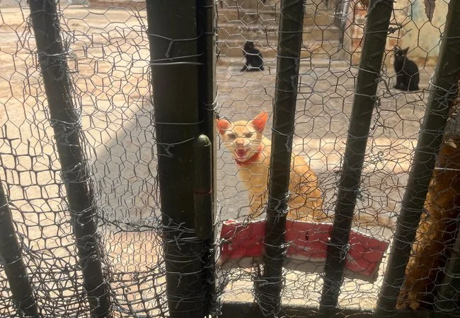 El legado de la “Señora de los gatos”: en el retén de Bella Vista los “mininos” pasaron de ser animales comunes a recibir atención VIP