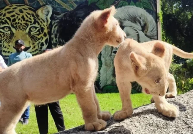 Zoológico Las Delicias de Maracay presentó oficialmente a sus nuevos leoncitos
