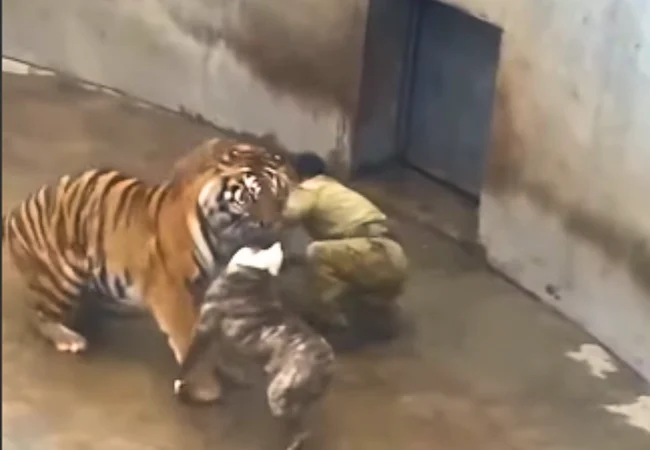 Un perro se planta ante dos tigres para salvar a un trabajador del zoológico